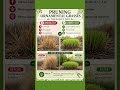 Stop Killing Your Plants! The Right Way to Prune Ornamental Grasses for Explosive Growth 🌱🔥