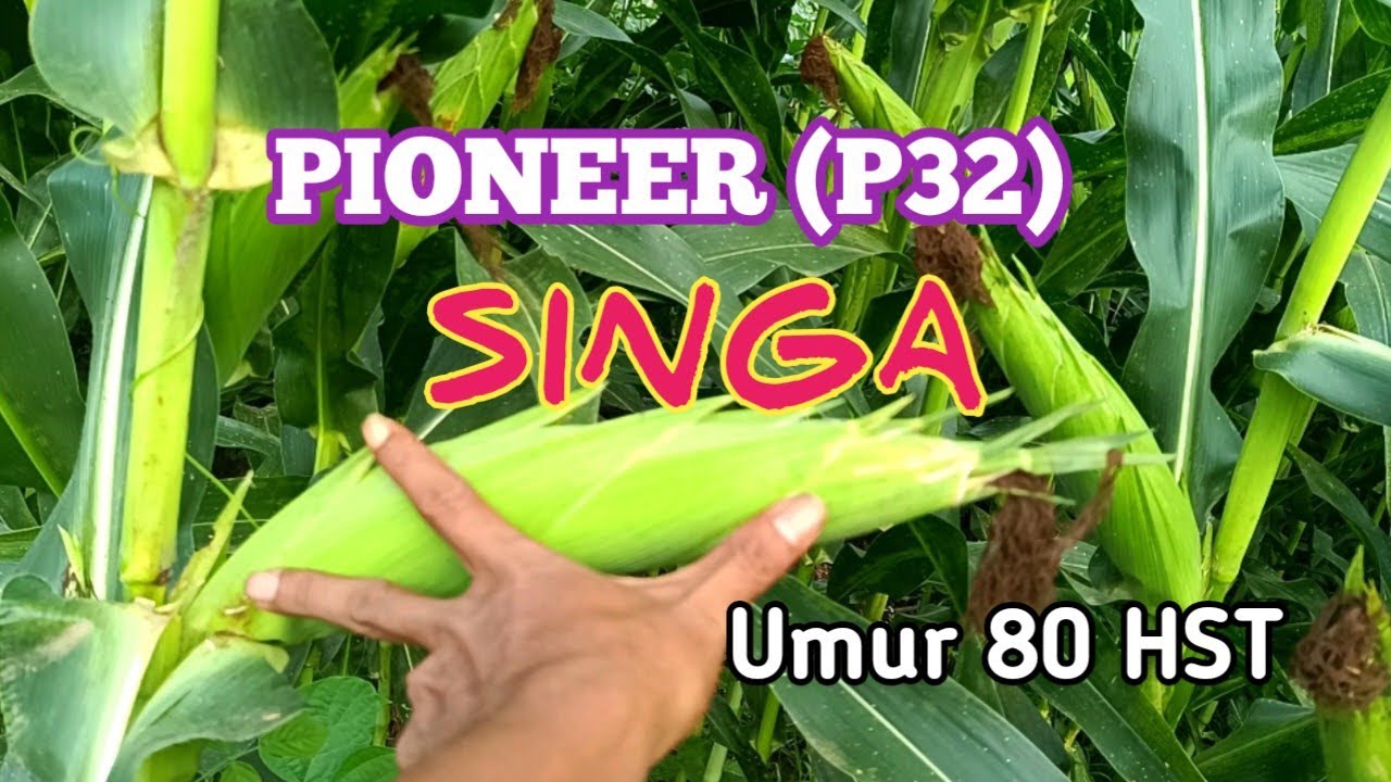 Review Jagung Pioneer Singa (P32) 80 HST//Besar Dan Panjang Buahnya