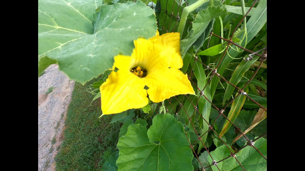 Normanskill Farm and Hiking Trail 2020