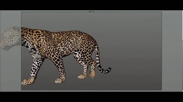 Leopard walk animation