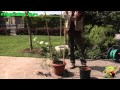 Growing potted climbing plants