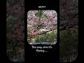 This song + Rain | RHTDM bgm flute #rain #rhtdmsongs #monsoon2025