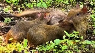 Coisas Da Natureza Cotia Dando Mama Aos Dois Filhotes