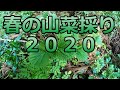 春の山菜採り2020最後におまけ映像あり!タラの芽・コシアブラ・アイコ・赤みず