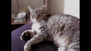 A Short w/Little Miss - 8/13/2012 Vlog
