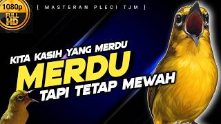 🔴 LIVE Masteran Pleci Paling Merdu Untuk Rumahan Dan Pleci Lomba !!!