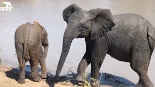 Albino Baby Elephant, Khanyisa Starts a Pool Party in the Dam! 💦