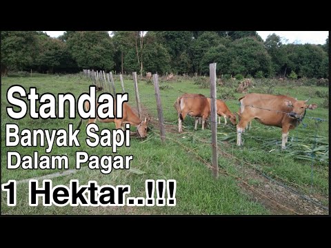 Video: Berapa banyak pagar yang saya butuhkan untuk setengah hektar?