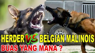 BUAS MANA : HERDER ADU MALINOIS