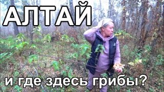 картинка: Алтай, Дачный влог, Собираем грибы в лесу, Баня Шашлык