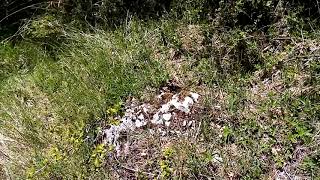 s368steci Reon Konjicx