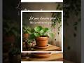 “Bringing life into every corner 🌿”#indoor plants#Green Living#Plant vibes..🌾🌿
