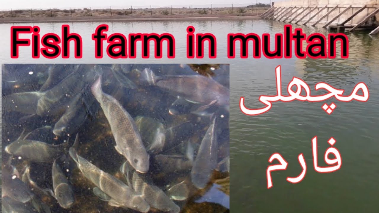 Multan Fish Fish farm in multan مچھلی فارم - YouTube