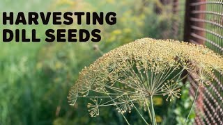 Harvesting Dill Seeds