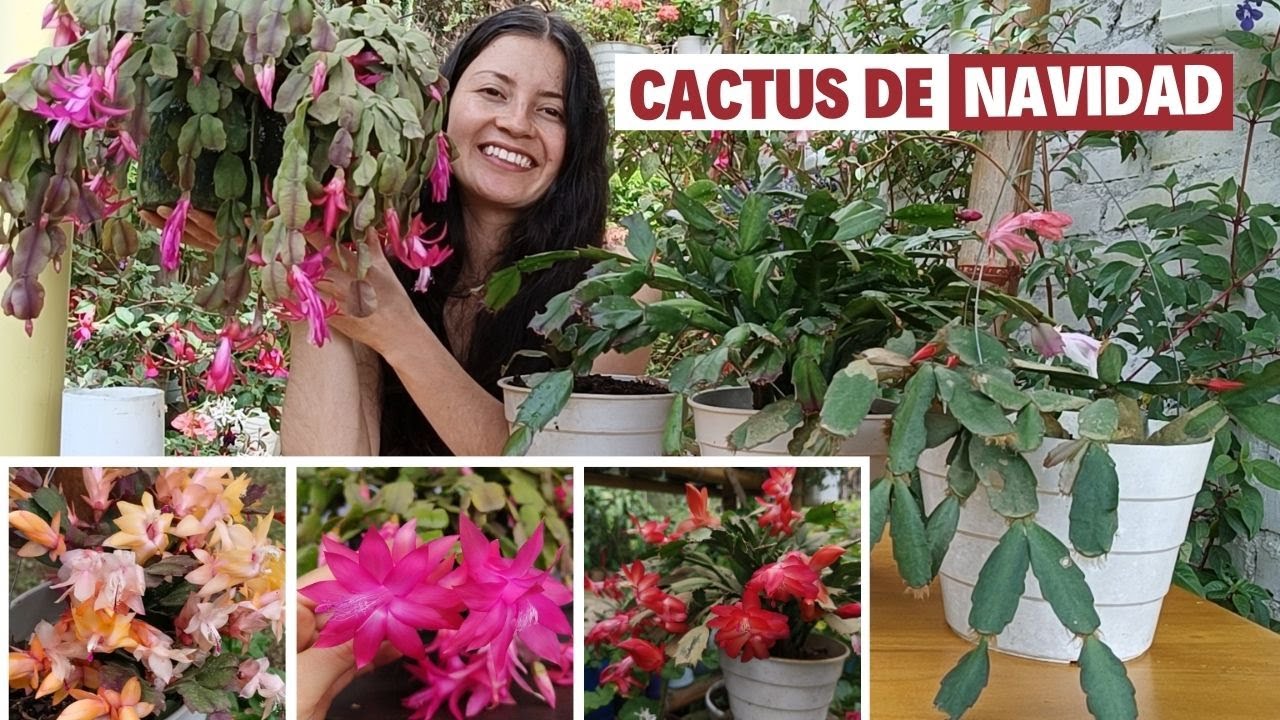 HERMOSA FLORACION CACTUS DE NAVIDAD: Así florecieron durante todo el año | Jardín Diaz