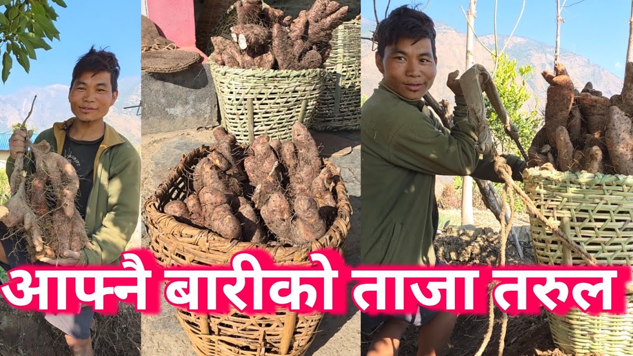 ताजा तरुल खेती बारीबाट खनियाे|Fresh Yam Root  Harvesting in Nepal||Nepali Rover|||