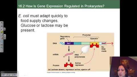 Gene Expression 1