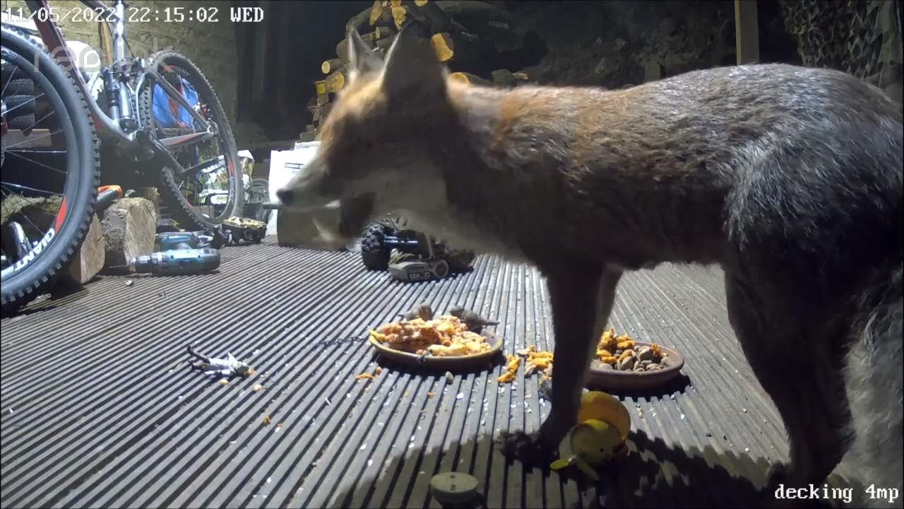 Badger Red Fox and Field mouse on our decking eating a feast UK British Wildlife Reolink CCTV