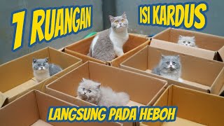 ANAK KUCING BRITISH HEBOH GARA GARA KARDUS