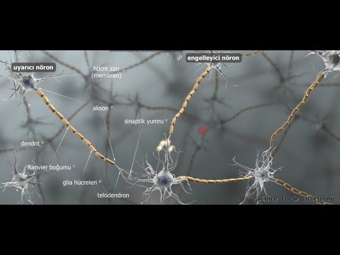 Sinir Sistemi (animasyonlu özet anlatım)