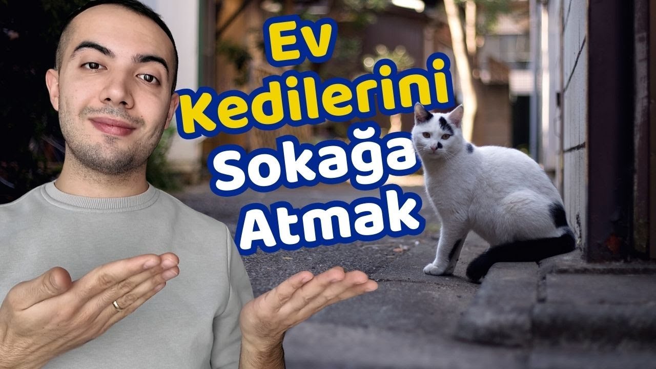 Kedilerimi Dışarı Bırakacağım Dışarıda Yaşayabilir Mi? (EV KEDİSİ DIŞARIDA YAŞAYABİLİR Mİ?)