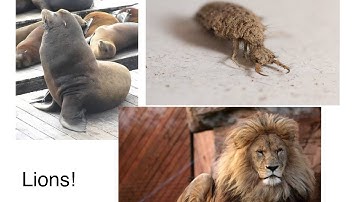 Taxonomy I - Intro and Binomial Nomenclature