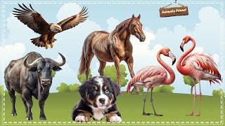 Funny Animal Moments Compilation For Relax: Eagle, Horse, Dog, Buffalo, Flamingo