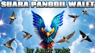 Suara Panggil Walet jernih|| kombinasi panggil   inap