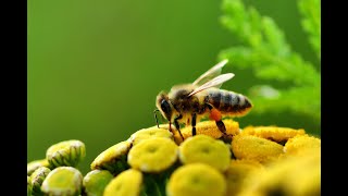 Arılar Poleni Nasıl Toplar ? Kekik Bal Evi / How Do Bees Collect Pollen? / Thyme Honey House Resimi