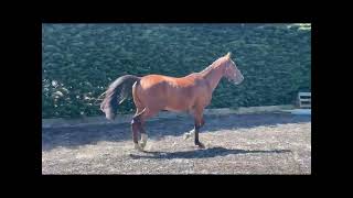 2020 Gelding By Dignified