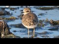 Fratino juv. - Kentish plover juv. (Charadrius alexandrinus)