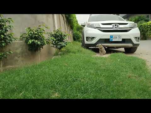 ( Animal daily routine) black kite Vs cat