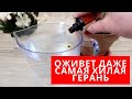 НЕСКОЛЬКО КАПЕЛЬ творят ЧУДЕСА с ГЕРАНЬЮ