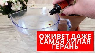 НЕСКОЛЬКО КАПЕЛЬ творят ЧУДЕСА с ГЕРАНЬЮ