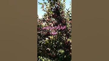 تلاوة #اكسبلور #duet #husnarasiddiqui #تيك_توك #المصحف #ترند #لايك #راحة_نفسية
