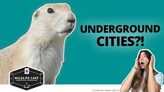 10 Most Asked Prairie Dog Questions—Answered by a Wildlife Expert