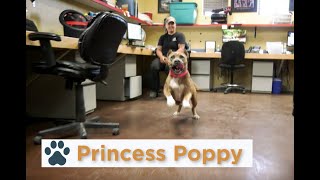 Pinal Pets Episode 111  Princess Poppy