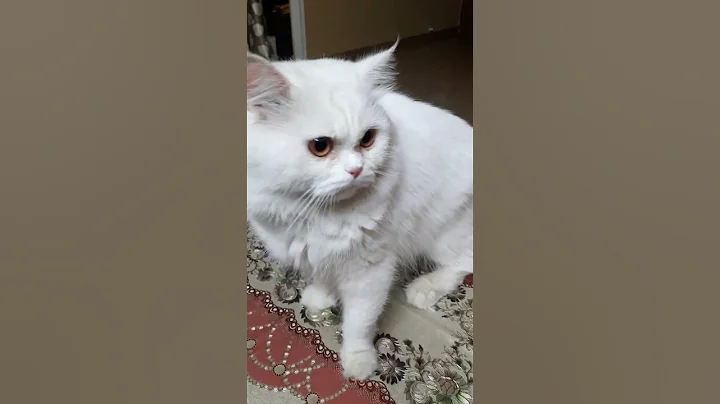 Video 9038031: persian cat female kitten, persian cat kitten pure, persian kittens cat sound, persian cat kitten white, persian cat kittens funny, persian cat kitten cute, cats kitten funnycats catlovers, catfight kitten cute funnycat, cutecat