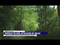 Middle Tennessee Teen Attacked by Bear