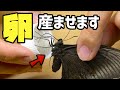 ミヤマカラスアゲハの卵を採ってみた！【昆虫採集】