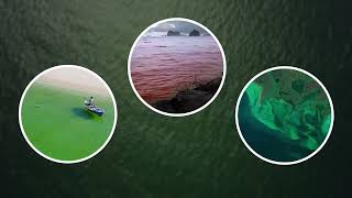 the ocean and atmosphere exchange carbon dioxide  In addition