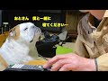 【bull dogまめ】実は1人で寝れない犬