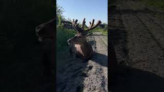 Man Befriends Elk with Food and Affection