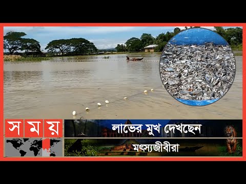 ভিডিও: সালমন স্যুফল