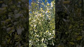 พาเที่ยวชม ต้น คอลลาร์ด กรีนส์ (Collard Greens) Rubiás, Ourense,