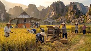 A Peaceful Life During The Rice Harvest in Remote Rural Areas - Vietnamese Countryside