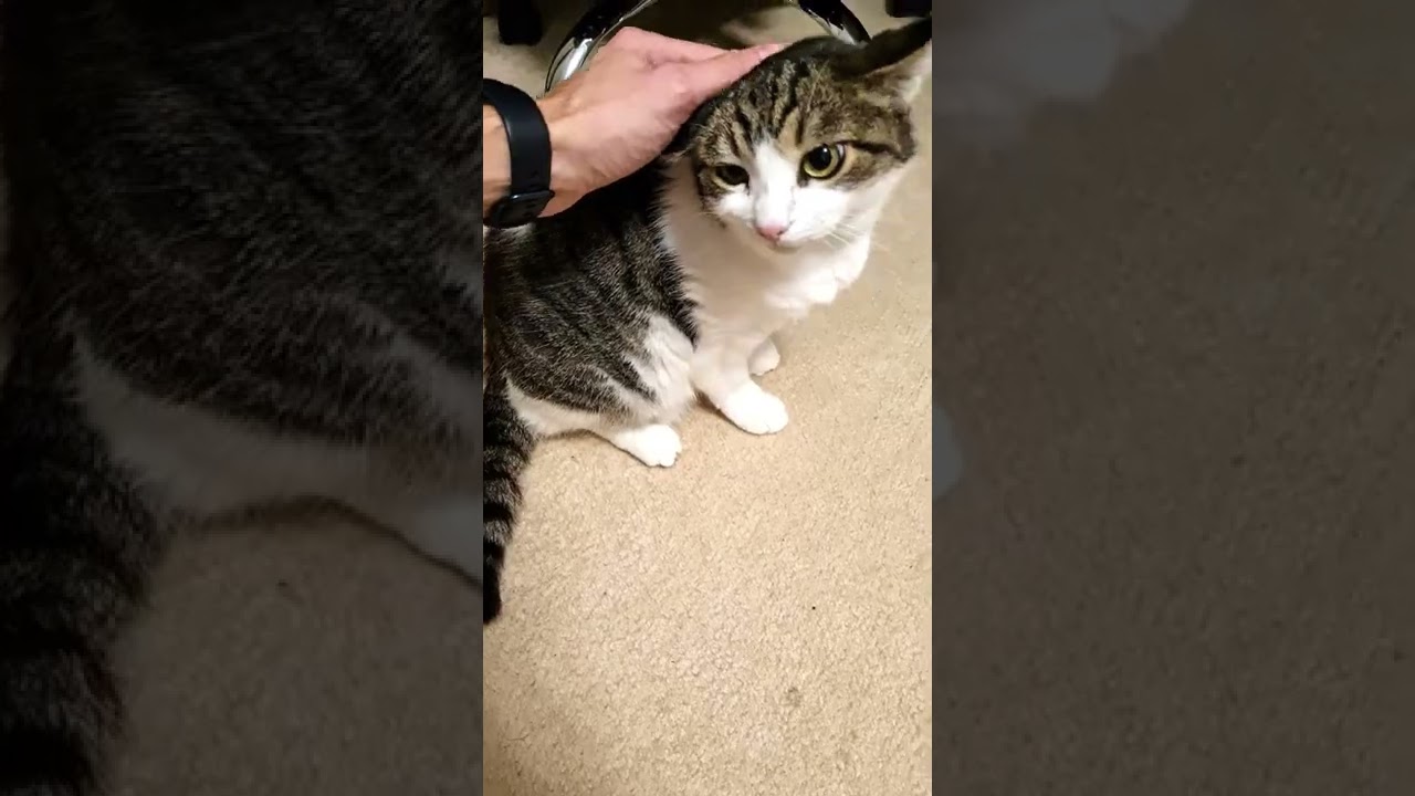 Как интегрировать 3D в видео