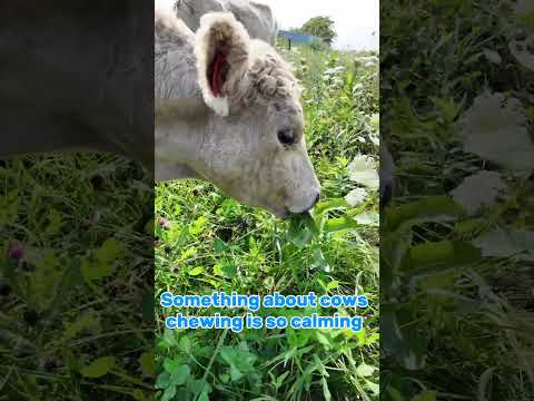 Cow Chewing Hits