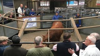 Selby Livestock Market - Cattle a Flying Trade