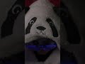 Highlights From My ASMR Session 🐼🔦 #visualasmr #asmrvideo